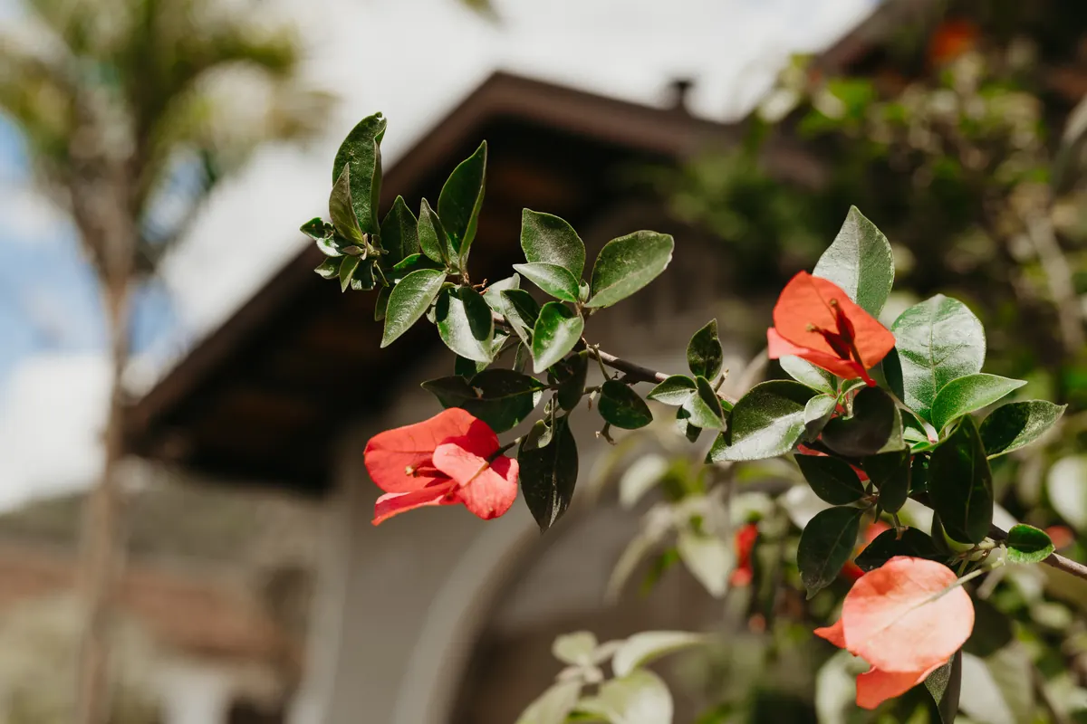 Flores vermelhas em primeiro plano e, ao fundo desfocado, o telhado do casarão